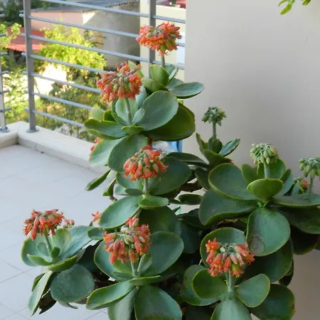 Apartment Pentari-bitsakis House Chania (Crete)